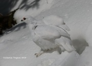 819A5137White-tailed_Ptarmigan