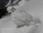 819A5145White-tailed_Ptarmigan