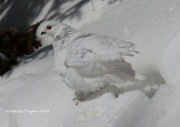 819A5147White-tailed_Ptarmigan