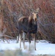 819A5200Moose_Walden_Colorado