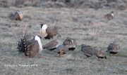 819A5298Greater_Sage-Grouse