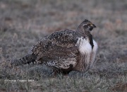 819A5308Greater_Sage-Grouse