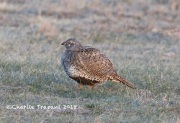 819A5390Greater_Sage-Grouse