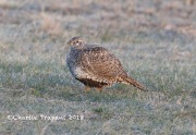 819A5392Greater_Sage-Grouse