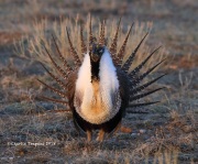 819A5401Greater_Sage-Grouse