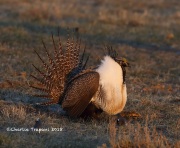 819A5417Greater_Sage-Grouse