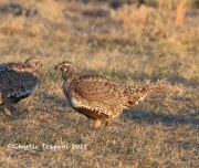819A5428Greater_Sage-Grouse