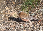 819A5498Gray-Crowned_Rosy-Finch