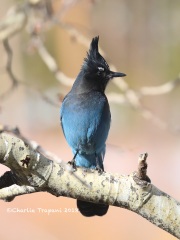 819A5520Steller's_Jay