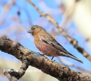 819A5539Brown-Capped_Rosy-Finch