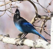 819A5550Steller's_Jay