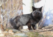 819A5570Red-Fox(Black Morph)