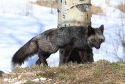 819A5577Red-Fox(Black Morph)
