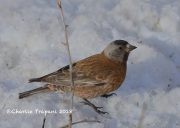 819A5599Gray-Crowned_Rosy-Finch
