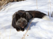 819A5613red-Fox(Black Morph)