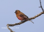 819A5635Brown-capped_Rosy-finch