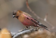 819A5723Brown-Capped_Rosy-Finch