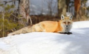 819A5777Red_Fox