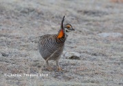 819A5915Greater_Prairie_Chicken