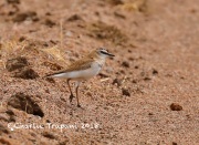 819A5976Mountain_Plover