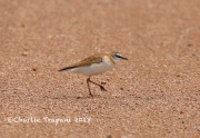 819A5978Mountain_Plover