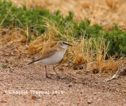 819A5991Mountain_Plover