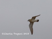 819A6053Mountain_Plover