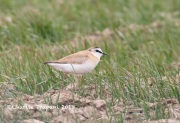 819A6135Mountain_Plover