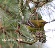 6S3A9875Pine_Warbler