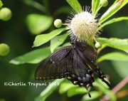 6S3A9879Spicebush_Swallowtail