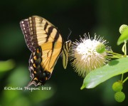 6S3A9883Tiger_Swallowtail