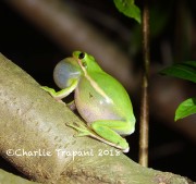 6S3A9891Green_Tree_Frog