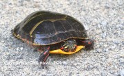 6S3A9904Yellow-bellied_Turtle