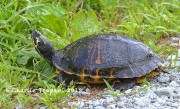 6S3A9917Yellow-bellied_Turtle