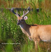 6S3A9934White-tailed_Deer