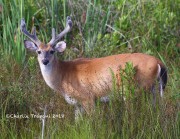 6S3A9948White-tailed_Deer