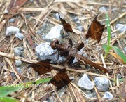 819A8366Common_Whitetail