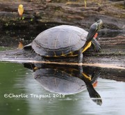 819A8376Yellow-bellied_Turtle