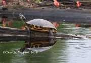819A8378Yellow-bellied_Turtle