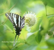 819A8404Zebra_Swallowtail