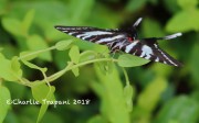 819A8415Zebra_Swallowtail