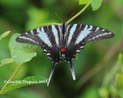 819A8420Zebra_Swallowtail