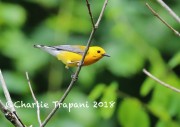 819A8428Prothonotary_Warbler