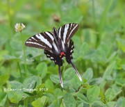 819A8472Zebra_Swallowtail