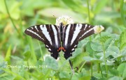819A8473Zebra_Swallowtail