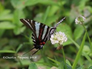 819A8480Zebra_Swallowtail
