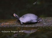 819A8484Spotted_Turtle