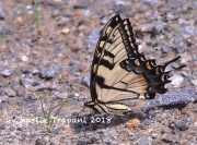 819A8545Tiger_Swallowtail