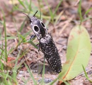 819A8556Eyed_Click_Beetle