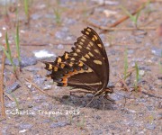 819A8562Palamedes_Butterfly